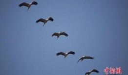 侯鸟在线观看,探寻自然奇观之旅